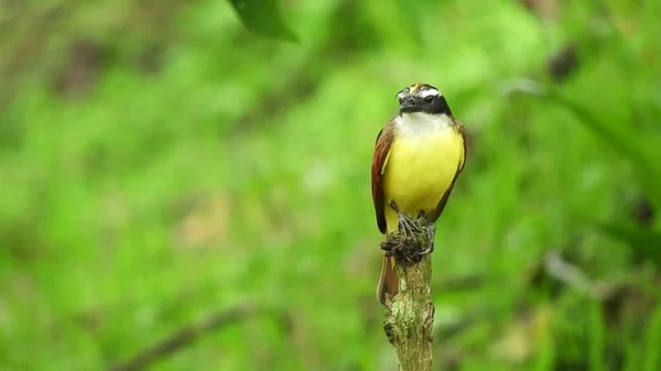 Птах Сидить Гілках Дерева Показує Жовті Груди Зелені Дерева Задньому — стокове фото
