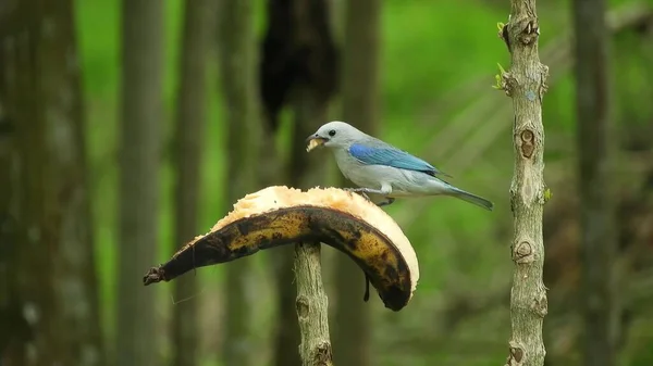 Small Bird Eats Ripe Banana Branch Green Leaves Background — Stockfoto