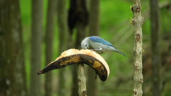 Pajarito Come Plátano Maduro Sobre Fondo Hojas Verdes —  Fotos de Stock