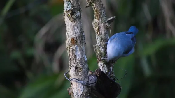 Блакитна Пташка Сидить Гілках Дерева Зелені Дерева Задньому Плані — стокове фото