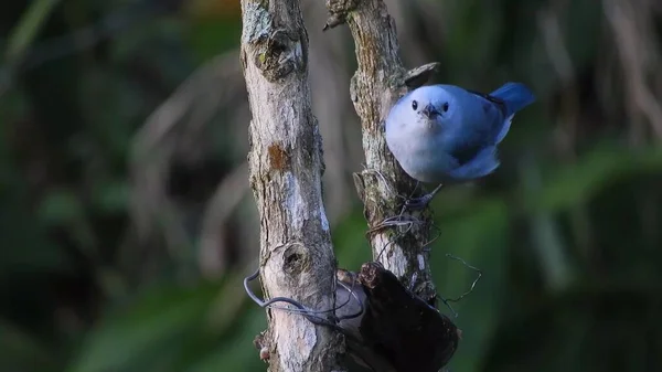 Pássaro Azul Sentado Nos Ramos Uma Árvore Árvores Verdes Fundo — Fotografia de Stock