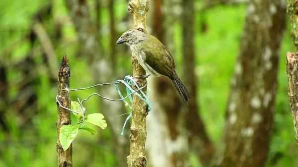 Bird Sitting Branches Tree Foliage Sunny Day Bird Sings Branch — Stockfoto