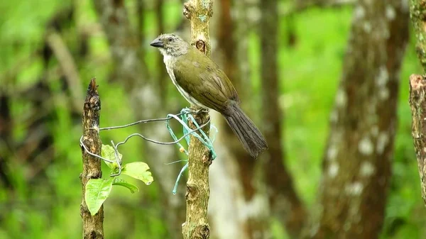 Oiseau Assis Sur Les Branches Arbre Contre Feuillage Par Une — Photo