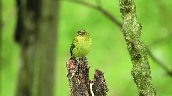 Bird Sitting Branches Tree Showing Yellow Chest Green Trees Background — Stock Fotó