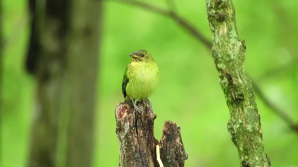 Bird Sitting Branches Tree Showing Yellow Chest Green Trees Background — 스톡 사진