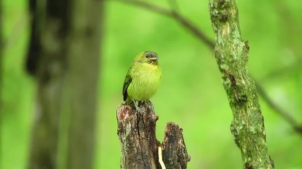 Bird Sitting Branches Tree Showing Yellow Chest Green Trees Background — Foto de Stock