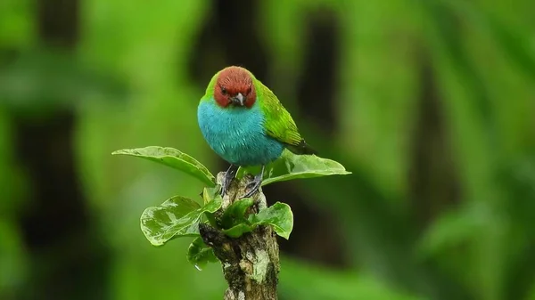 Birdie Miles Exótico Pájaro Cantor Tropical Verde Observación Aves Hermosa —  Fotos de Stock