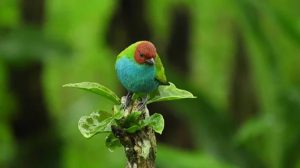 Birdie Mile Exotic Tropical Green Songbird Bird Watching Beautiful Blue — Photo