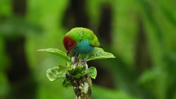 Birdie Mile Exotic Tropical Green Songbird Bird Watching Beautiful Blue — Stockfoto