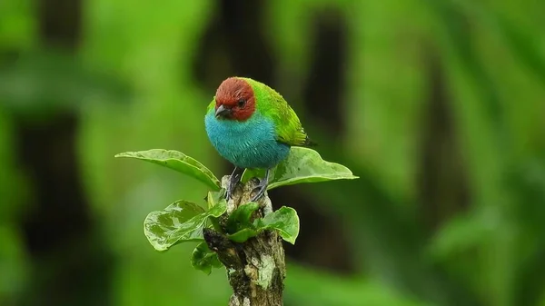 Birdie Mile Exotic Tropical Green Songbird Bird Watching Beautiful Blue — стоковое фото