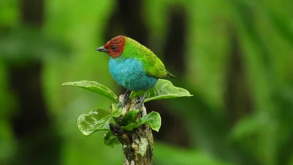 Birdie Mile Exotic Tropical Green Songbird Bird Watching Beautiful Blue — Photo