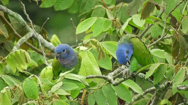 Pássaro Azul Sentado Nos Ramos Uma Árvore Árvores Verdes Fundo — Fotografia de Stock