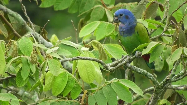 Blue Bird Sitting Branches Tree Green Trees Background — Photo