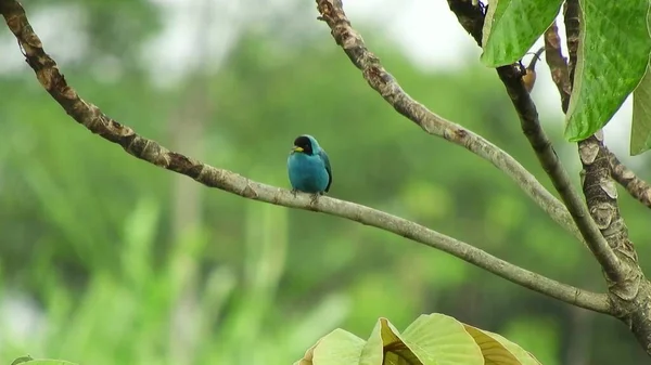 Blue Bird Sitting Branches Tree Green Trees Background — Stockfoto