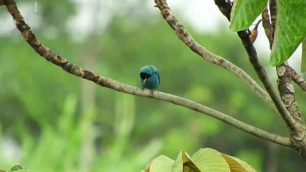 Pássaro Azul Sentado Nos Ramos Uma Árvore Árvores Verdes Fundo — Fotografia de Stock