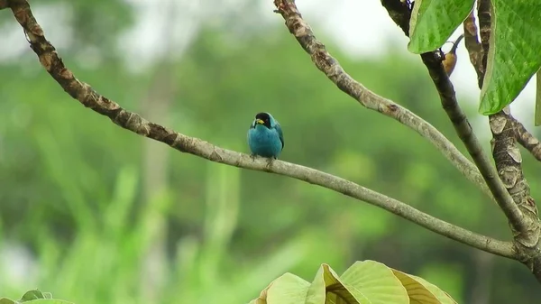 蓝鸟坐在树枝上的蓝鸟背景中的绿树 — 图库照片