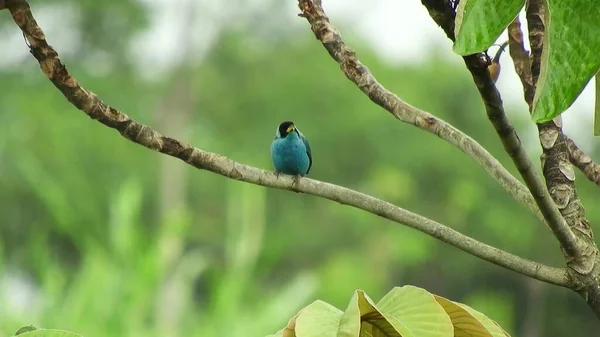 Blue Bird Sitting Branches Tree Green Trees Background — Fotografia de Stock