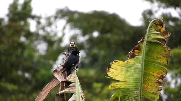 Pájaro Entre Follaje Del Bosque Observación Aves —  Fotos de Stock