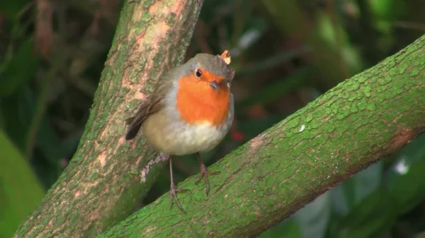 Exotic Tropical Green Songbird Bird Forest Foliage Bird Watching — Photo