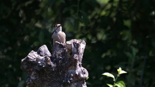 Cute Bird Sitting Tree Branch Green Background Animal World Songbird — 图库照片