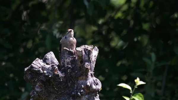 Cute Bird Sitting Tree Branch Green Background Animal World Songbird — Stockfoto