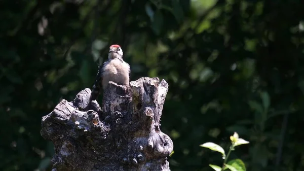 Милий Птах Сидить Гілці Дерева Зелений Фон Світ Тварин Пташка — стокове фото