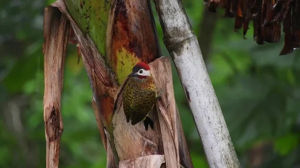 Exotic Tropical Green Songbird Bird Forest Foliage Bird Watching — Zdjęcie stockowe