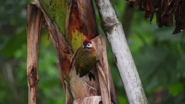 Egzotik Tropik Yeşil Ötücü Kuş Orman Yapraklarının Arasında Bir Kuş — Stok fotoğraf