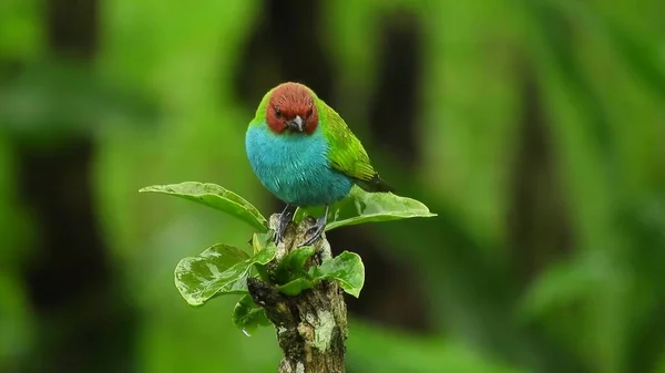 バーディー マイル エキゾチックな熱帯緑の鳥 バードウォッチング 美しい青ネイプのタンナーのホロフォニー ロイヤリティフリーのストック画像