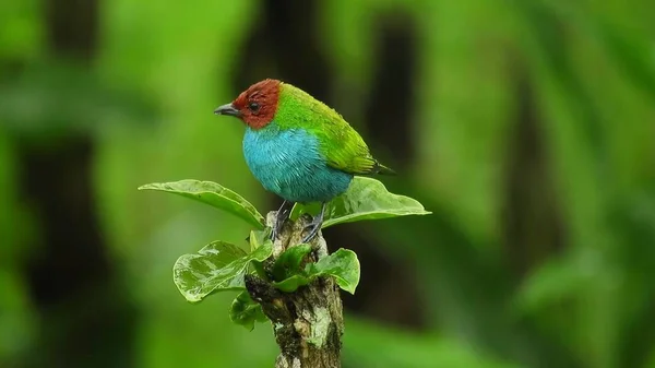 バーディー マイル エキゾチックな熱帯緑の鳥 バードウォッチング 美しい青ネイプのタンナーのホロフォニー ストック画像