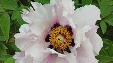 Beyaz pembe bir şakayığın çiçek açması. Çiçek dokusu Arkaplanı