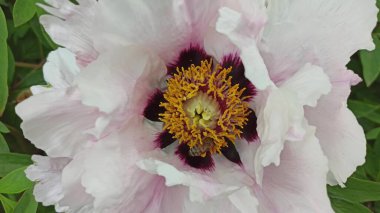 Beyaz pembe bir şakayığın çiçek açması. Çiçek dokusu Arkaplanı