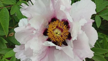 Beyaz pembe bir şakayığın çiçek açması. Çiçek dokusu Arkaplanı