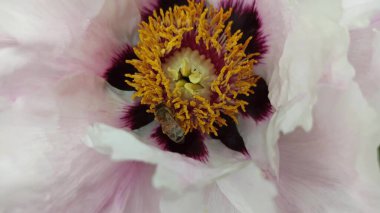 Beyaz pembe bir şakayığın çiçek açması. Çiçek dokusu Arkaplanı