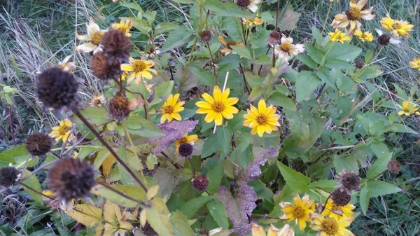 抽象的な野草のデザイン 牧草地を開花 ファブリック デカッページ ギフト包装のための花ライトグリーンの背景 — ストック写真