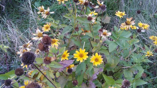 抽象的な野草のデザイン 牧草地を開花 ファブリック デカッページ ギフト包装のための花ライトグリーンの背景 — ストック写真