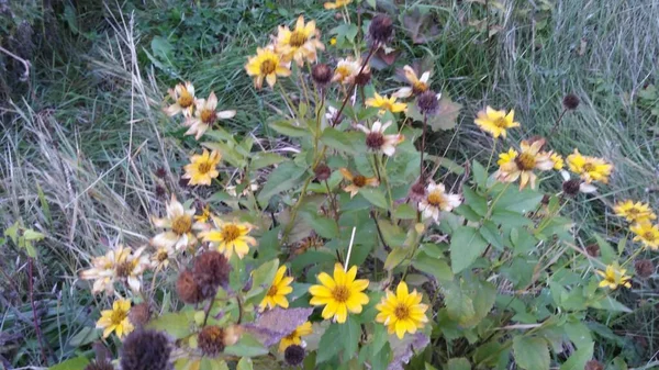 抽象的な野草のデザイン 牧草地を開花 ファブリック デカッページ ギフト包装のための花ライトグリーンの背景 — ストック写真