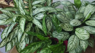 Saksıda yeşil yapraklar açan güzel aglaonema.