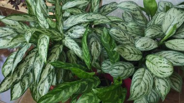 Saksıda yeşil yapraklar açan güzel aglaonema.