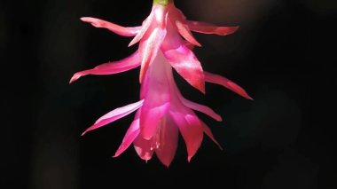 Vahşi yaz çiçekleri. Kırmızı-pembe çiçeklerle dolu renkli bir yaz çayırı. Güzel çiçekleri olan yaz manzarası