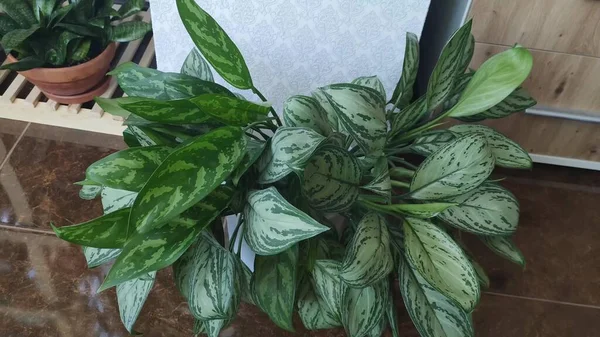 Hermosa Aglaonema Floreciendo Hojas Verdes Una Olla —  Fotos de Stock