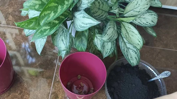 Saksıda yeşil yapraklar açan güzel aglaonema.