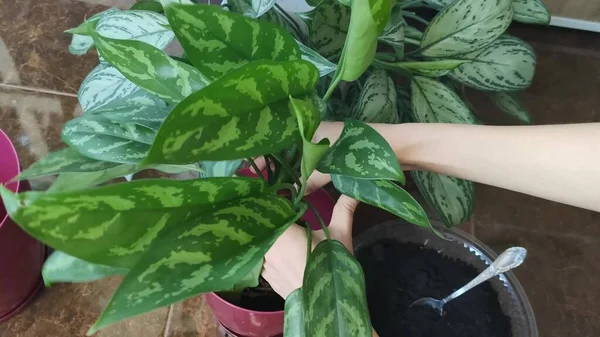 Hermosa Aglaonema Floreciendo Hojas Verdes Una Olla —  Fotos de Stock