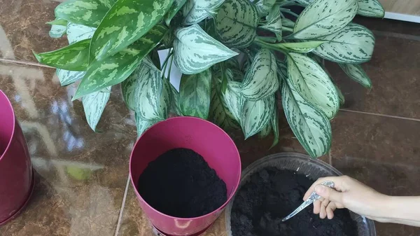 Saksıda yeşil yapraklar açan güzel aglaonema.