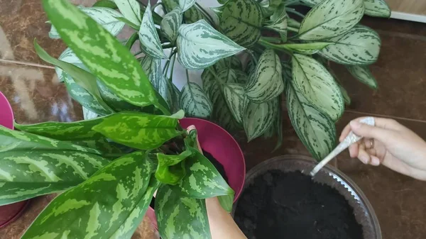 Hermosa Aglaonema Floreciendo Hojas Verdes Una Olla —  Fotos de Stock