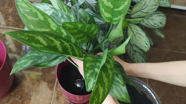 Hermosa Aglaonema Floreciendo Hojas Verdes Una Olla —  Fotos de Stock