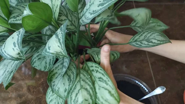 Saksıda yeşil yapraklar açan güzel aglaonema.