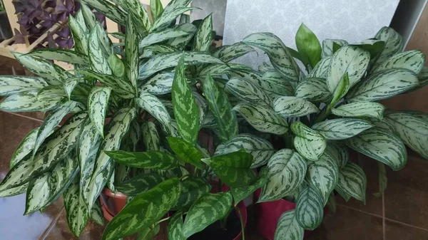 Lindo Aglaonema Florescendo Folhas Verdes Pote — Fotografia de Stock