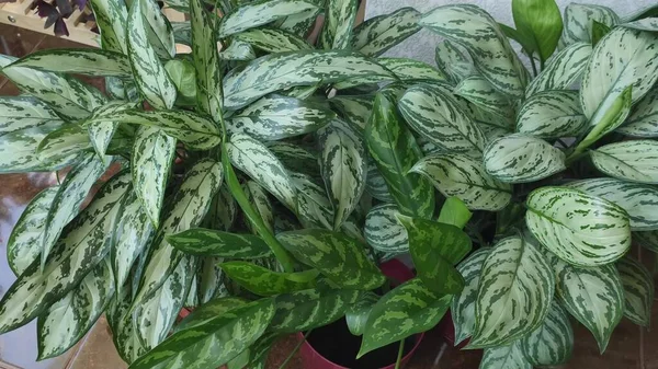 Hermosa Aglaonema Floreciendo Hojas Verdes Una Olla —  Fotos de Stock