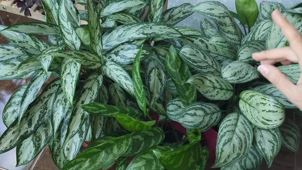 Lindo Aglaonema Florescendo Folhas Verdes Pote — Fotografia de Stock